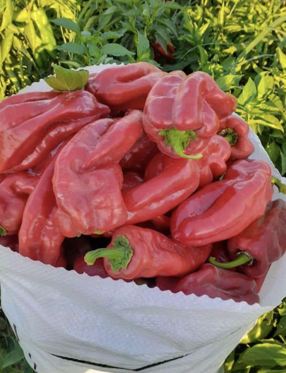 Birecik kırmızı biberi İsot